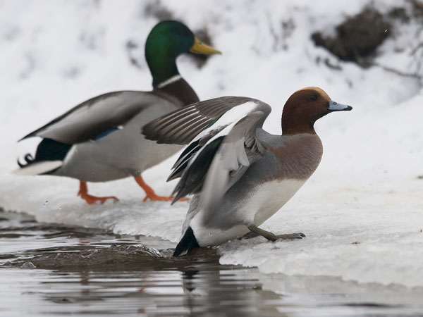 Haapana, Eurasian Wigeon, Anas penelope